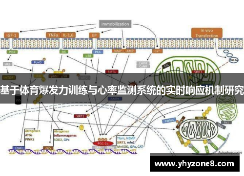 基于体育爆发力训练与心率监测系统的实时响应机制研究